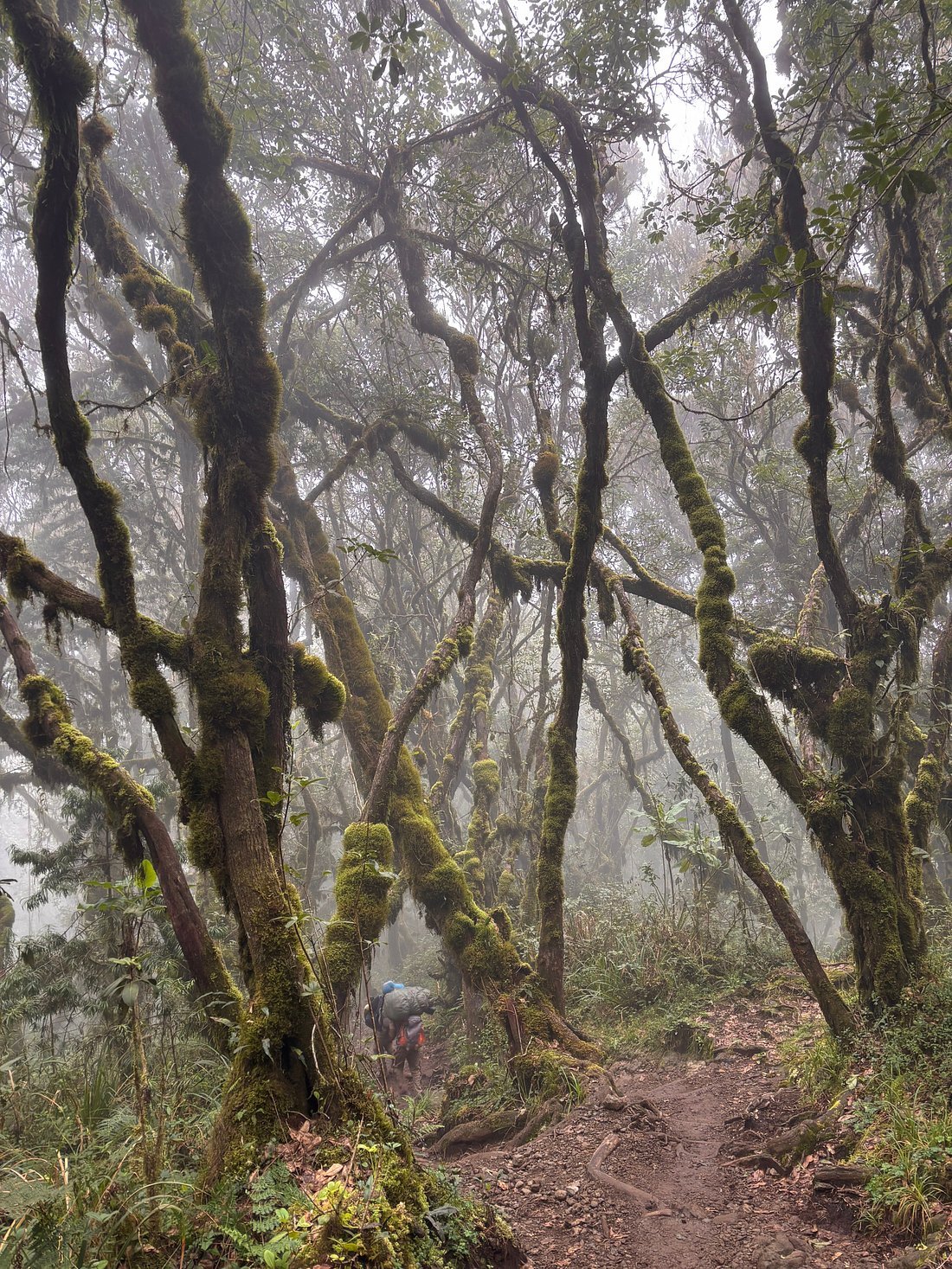 Moss-covered trees and a mountain trail through Kilimanjaro forest